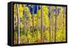 Aspen Trees in the Fall, Aspen, Colorado, United States of America, North America-Laura Grier-Framed Stretched Canvas