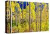 Aspen Trees in the Fall, Aspen, Colorado, United States of America, North America-Laura Grier-Stretched Canvas
