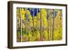 Aspen Trees in the Fall, Aspen, Colorado, United States of America, North America-Laura Grier-Framed Photographic Print