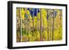 Aspen Trees in the Fall, Aspen, Colorado, United States of America, North America-Laura Grier-Framed Photographic Print