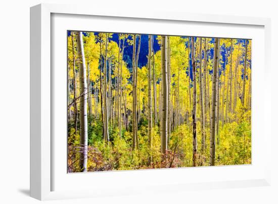 Aspen Trees in the Fall, Aspen, Colorado, United States of America, North America-Laura Grier-Framed Photographic Print