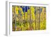 Aspen Trees in the Fall, Aspen, Colorado, United States of America, North America-Laura Grier-Framed Photographic Print