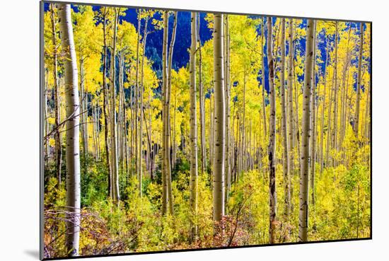 Aspen Trees in the Fall, Aspen, Colorado, United States of America, North America-Laura Grier-Mounted Photographic Print