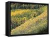 Aspen Trees in the Fall, San Juan Skyway, Colorado, USA-Jean Brooks-Framed Stretched Canvas