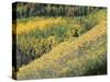 Aspen Trees in the Fall, San Juan Skyway, Colorado, USA-Jean Brooks-Stretched Canvas