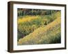 Aspen Trees in the Fall, San Juan Skyway, Colorado, USA-Jean Brooks-Framed Photographic Print