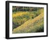 Aspen Trees in the Fall, San Juan Skyway, Colorado, USA-Jean Brooks-Framed Photographic Print