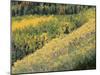 Aspen Trees in the Fall, San Juan Skyway, Colorado, USA-Jean Brooks-Mounted Photographic Print