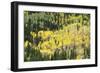 Aspen Trees in the Fall-Howie Garber-Framed Photographic Print