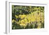 Aspen Trees in the Fall-Howie Garber-Framed Photographic Print