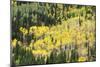 Aspen Trees in the Fall-Howie Garber-Mounted Photographic Print