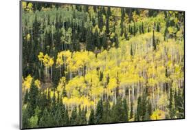 Aspen Trees in the Fall-Howie Garber-Mounted Photographic Print