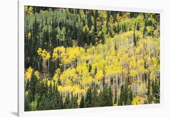 Aspen Trees in the Fall-Howie Garber-Framed Photographic Print