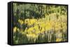 Aspen Trees in the Fall-Howie Garber-Framed Stretched Canvas