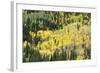 Aspen Trees in the Fall-Howie Garber-Framed Photographic Print