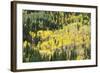 Aspen Trees in the Fall-Howie Garber-Framed Photographic Print