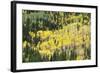 Aspen Trees in the Fall-Howie Garber-Framed Photographic Print