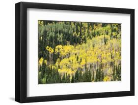 Aspen Trees in the Fall-Howie Garber-Framed Photographic Print