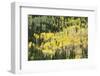 Aspen Trees in the Fall-Howie Garber-Framed Photographic Print