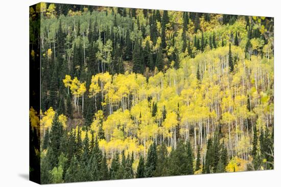 Aspen Trees in the Fall-Howie Garber-Stretched Canvas