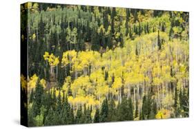 Aspen Trees in the Fall-Howie Garber-Stretched Canvas