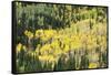 Aspen Trees in the Fall-Howie Garber-Framed Stretched Canvas