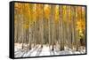 Aspen Trees in the Snow in Early Winter Time-SNEHITDESIGN-Framed Stretched Canvas