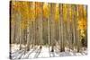Aspen Trees in the Snow in Early Winter Time-SNEHITDESIGN-Stretched Canvas