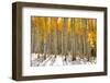 Aspen Trees in the Snow in Early Winter Time-SNEHITDESIGN-Framed Photographic Print