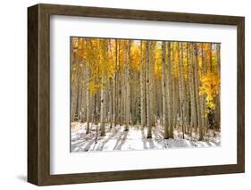 Aspen Trees in the Snow in Early Winter Time-SNEHITDESIGN-Framed Photographic Print