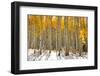 Aspen Trees in the Snow in Early Winter Time-SNEHITDESIGN-Framed Photographic Print