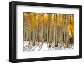 Aspen Trees in the Snow in Early Winter Time-SNEHITDESIGN-Framed Photographic Print