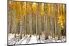 Aspen Trees in the Snow in Early Winter Time-SNEHITDESIGN-Mounted Photographic Print