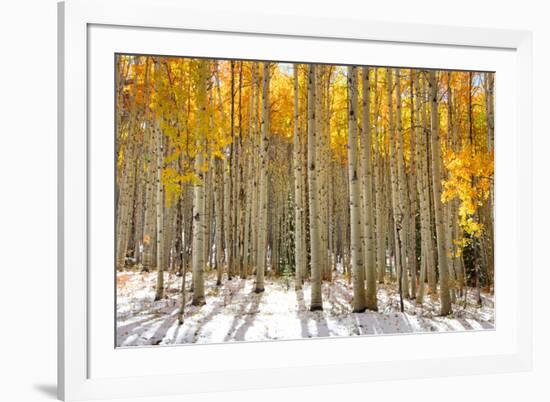 Aspen Trees in the Snow in Early Winter Time-SNEHITDESIGN-Framed Photographic Print