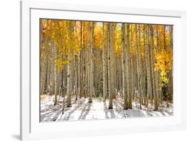 Aspen Trees in the Snow in Early Winter Time-SNEHITDESIGN-Framed Photographic Print