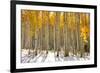 Aspen Trees in the Snow in Early Winter Time-SNEHITDESIGN-Framed Photographic Print