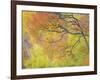 Aspen Trees IV-Donald Paulson-Framed Giclee Print