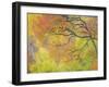 Aspen Trees IV-Donald Paulson-Framed Giclee Print