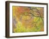 Aspen Trees IV-Donald Paulson-Framed Giclee Print