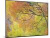 Aspen Trees IV-Donald Paulson-Mounted Giclee Print
