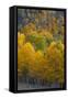 Aspen Trees, Mount Nebo Scenic Loop, Utah-Howie Garber-Framed Stretched Canvas