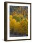 Aspen Trees, Mount Nebo Scenic Loop, Utah-Howie Garber-Framed Photographic Print