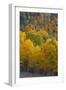 Aspen Trees, Mount Nebo Scenic Loop, Utah-Howie Garber-Framed Photographic Print