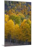 Aspen Trees, Mount Nebo Scenic Loop, Utah-Howie Garber-Mounted Photographic Print