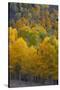 Aspen Trees, Mount Nebo Scenic Loop, Utah-Howie Garber-Stretched Canvas