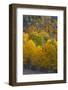 Aspen Trees, Mount Nebo Scenic Loop, Utah-Howie Garber-Framed Photographic Print