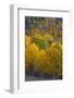 Aspen Trees, Mount Nebo Scenic Loop, Utah-Howie Garber-Framed Photographic Print