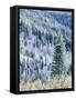 Aspen Trees, Mt Spokane State Park, Washington, USA-Charles Gurche-Framed Stretched Canvas