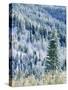 Aspen Trees, Mt Spokane State Park, Washington, USA-Charles Gurche-Stretched Canvas