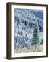 Aspen Trees, Mt Spokane State Park, Washington, USA-Charles Gurche-Framed Photographic Print